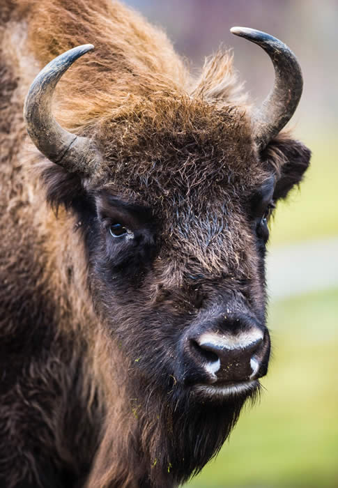 European bison