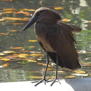 Hamerkop  (Everard Daniel)