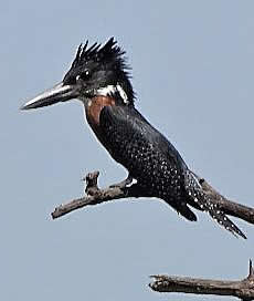 Giant kingfisher (Everard Daniel)