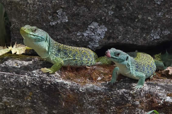 ocellated lizards