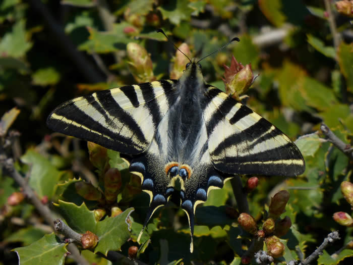 scarce swallowtail