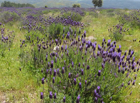 French lavender