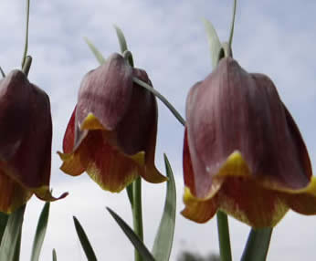 snakeshead fritillaries