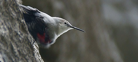 juvenile wallcreeper