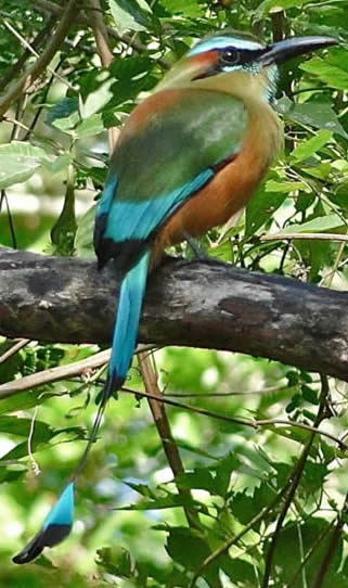 Turquoise-browed motmot