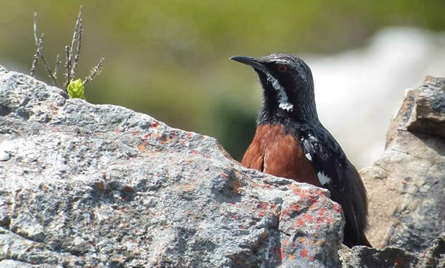 Cape rockjumper