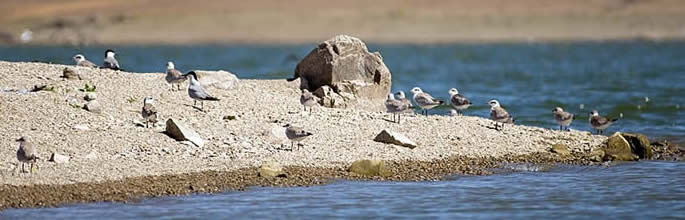 island at Caia Dam IBA