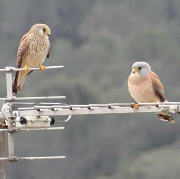 lesser kestrels