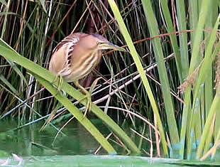 little bittern (David Bennett)