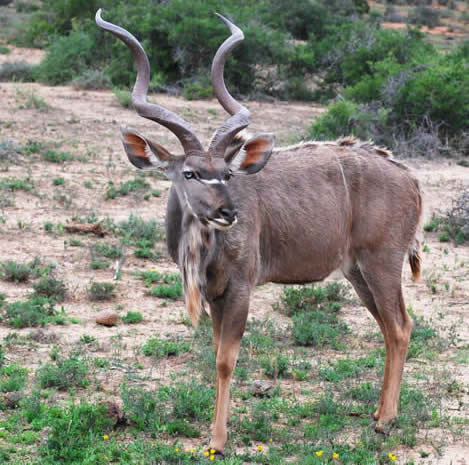 antelope twisty horns