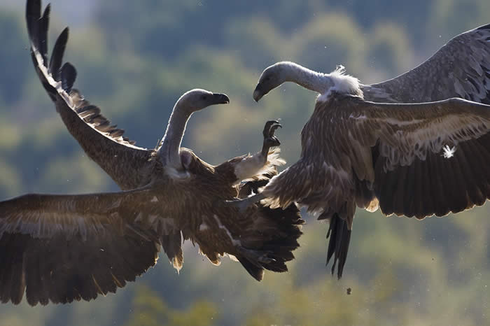 griffons in an aerial tussle