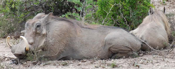 warthogs