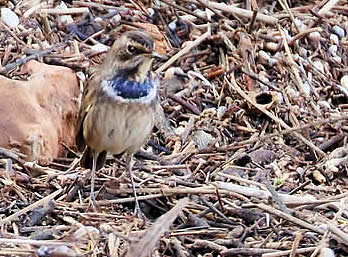 bluethroat (David Bennett)