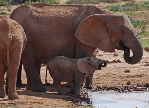 elephants