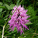 Orchis italicum - naked man orchid