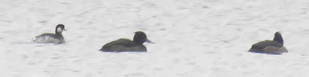 black-necked grebe with tufted ducks