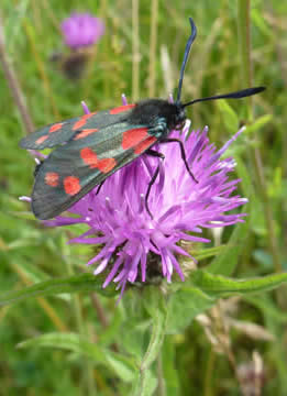 6 spot burnet moth