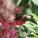 Eucera sp. on Ebenus cretica