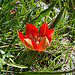 Tulipa doerfleri, Spili
