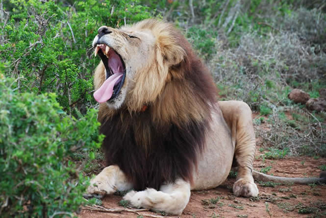 male lion