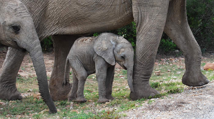 baby elephant