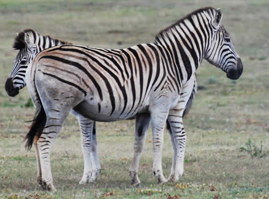 Burchell's zebras