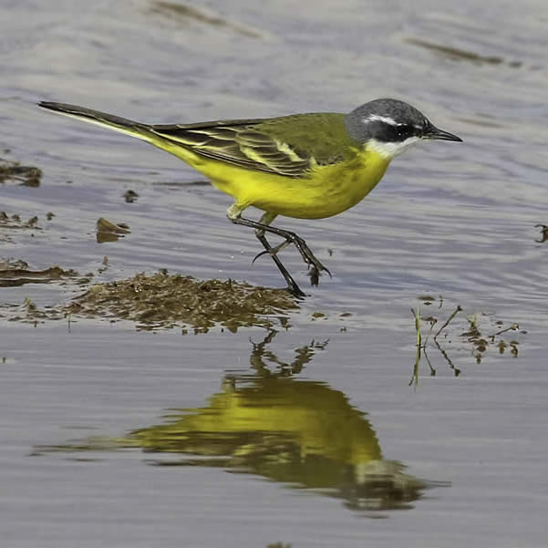 'Spanish' yellow wagtail