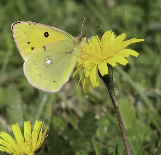 clouded yellow