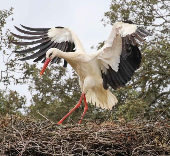 white stork