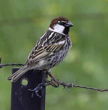 Spanish sparrow