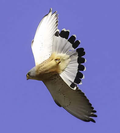 lesser kestrel