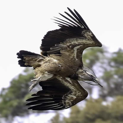 griffon vulture