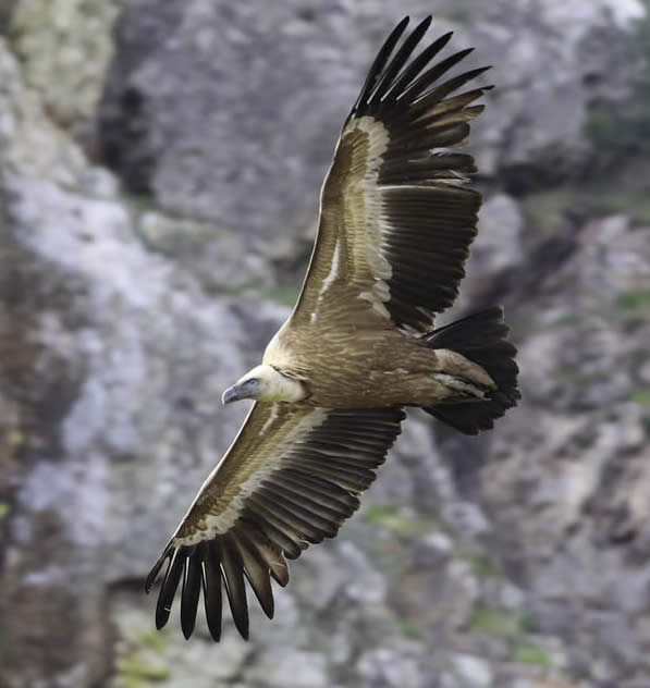 griffon vulture, Barry Madden