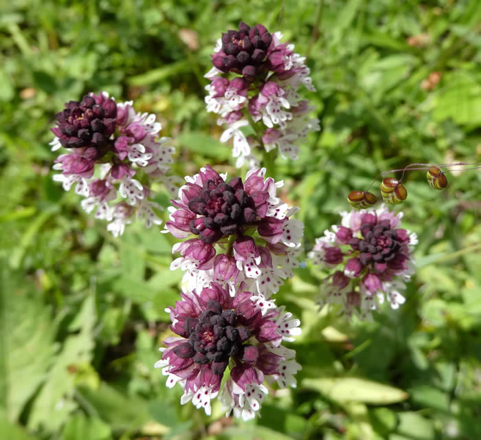 burnt-tip orchids