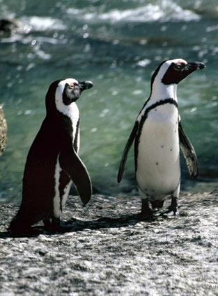 African penguins