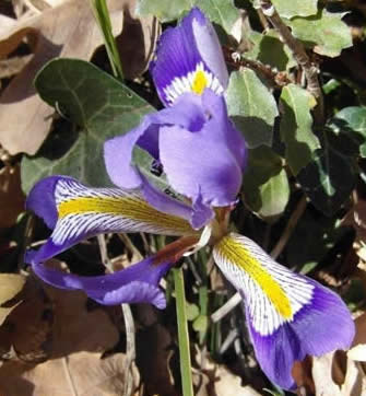 Algerian iris