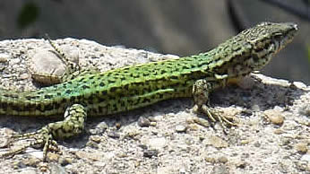 Andalusian wall lizard