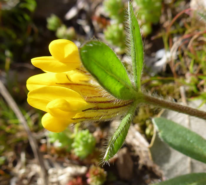 Anthyllis lotoides