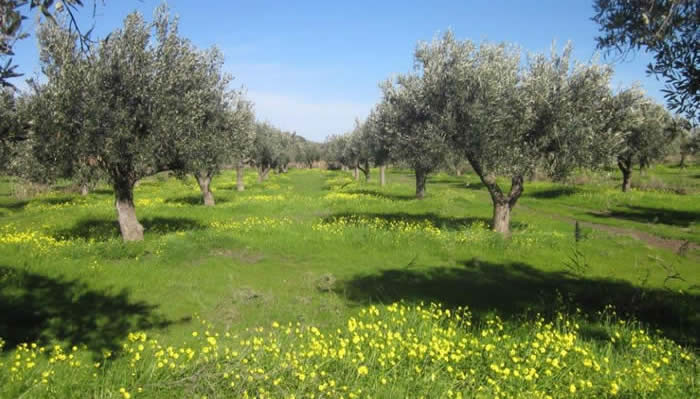Astros olive grove