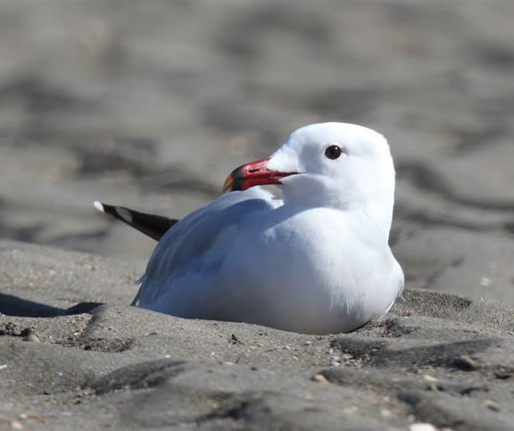 Audouin's gull (Rob Carr)