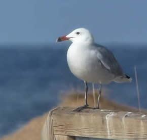 Audouin's gull