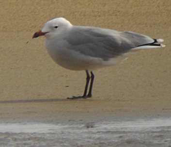 Audouin's gull