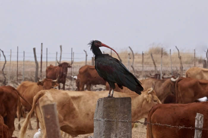 Northren bald ibis (Simon Tonkin)