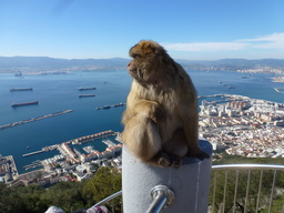 Barbary macaque