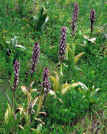 giant orchids