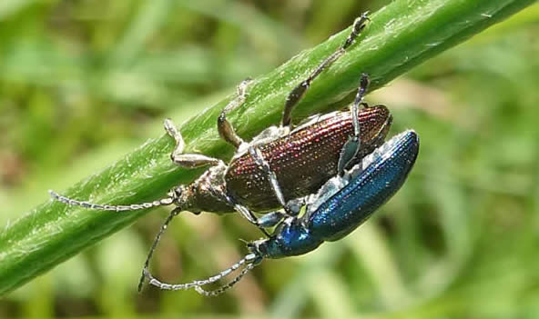 Beetles Plateumaris sericea Thorpe Marshes 14 6 23 