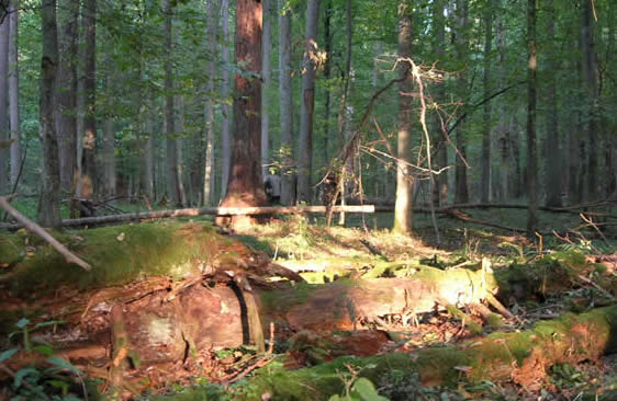 Białowieża Forest