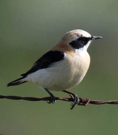 Black-eared wheatear (Rob Carr)