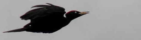 black woodpecker