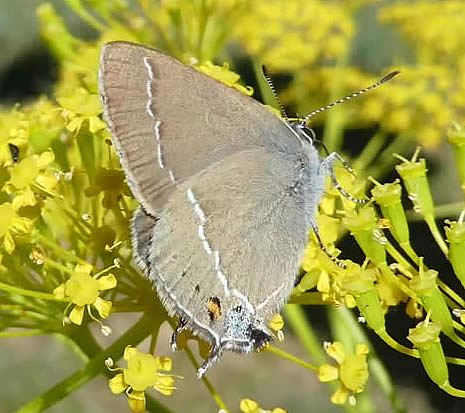 blue-spot hairstreak